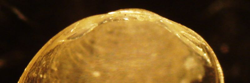 Pisidium dal Lago di Albano