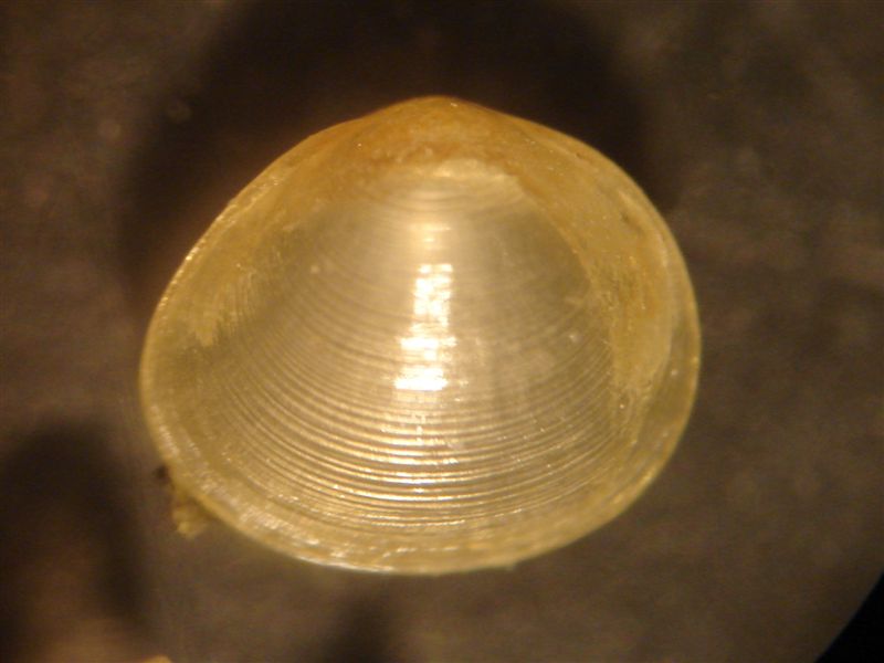 Pisidium dal Lago di Albano