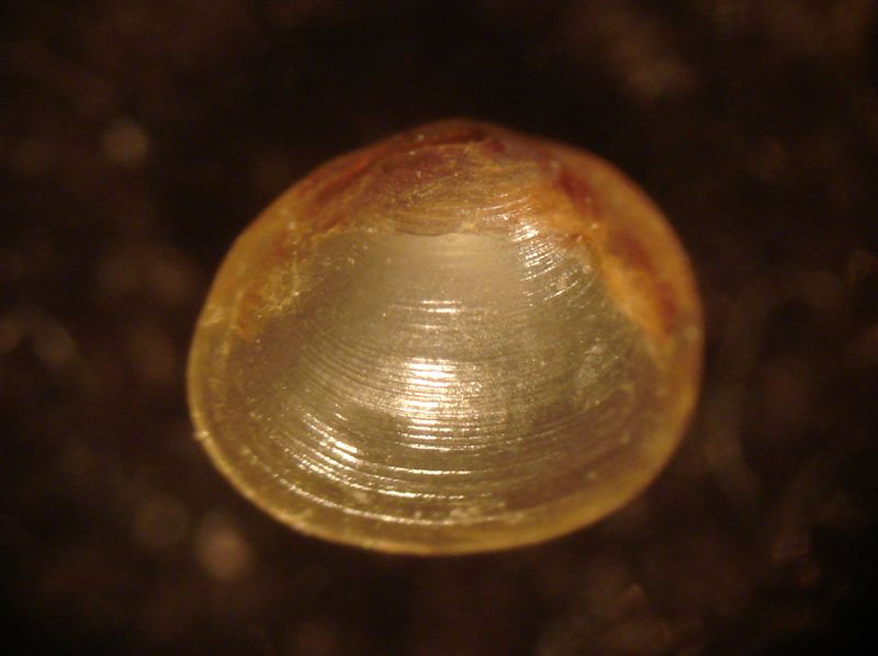 Pisidium dal Lago di Albano