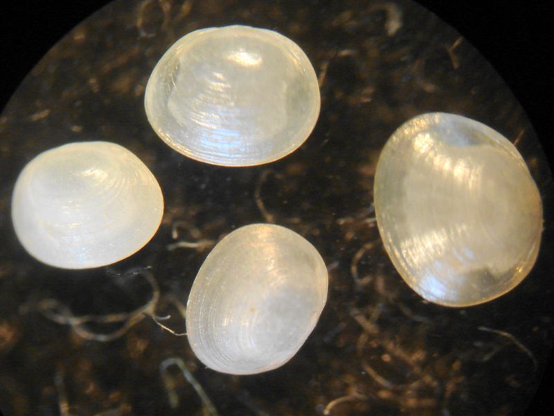 Pisidium dal Lago di Albano