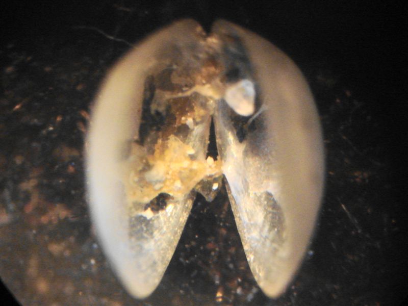 Pisidium dal Lago di Albano
