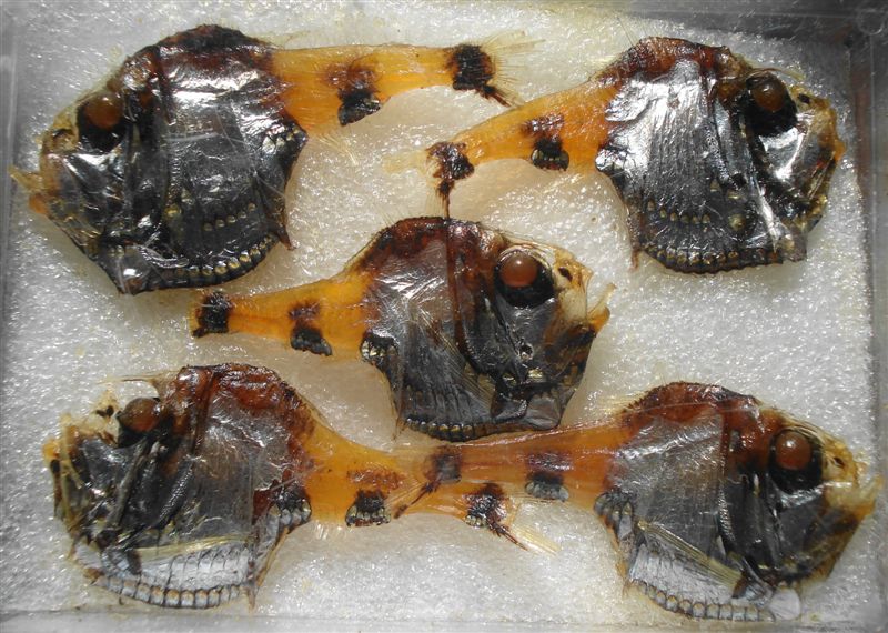 Argyropelecus hemigymnus (Cocco, 1829)