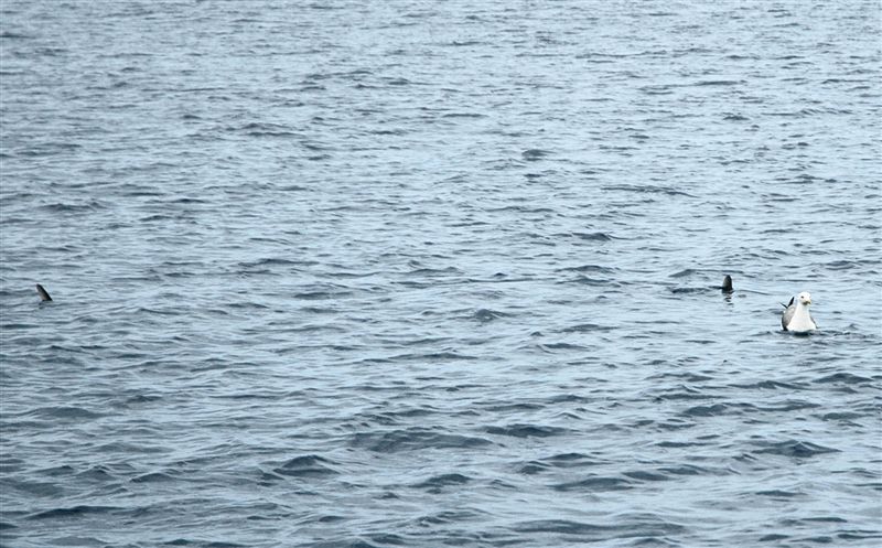 Quiz  per ittiologi e non solo (Mola mola)