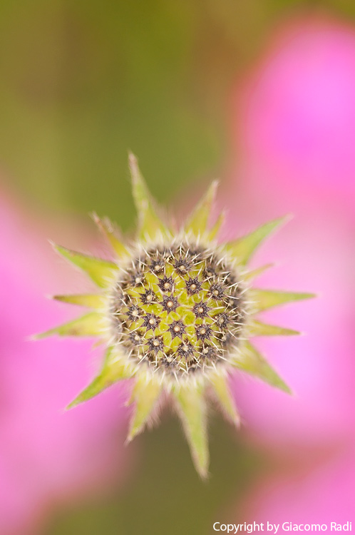 Knautia purpurea / Ambretta purpurea