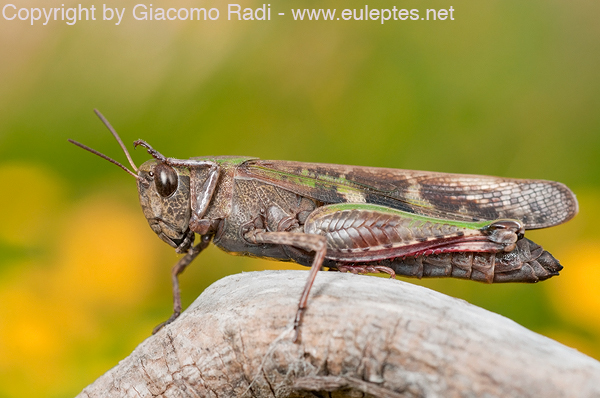Identificazione Ortottero - Locusta: Aiolopus strepens