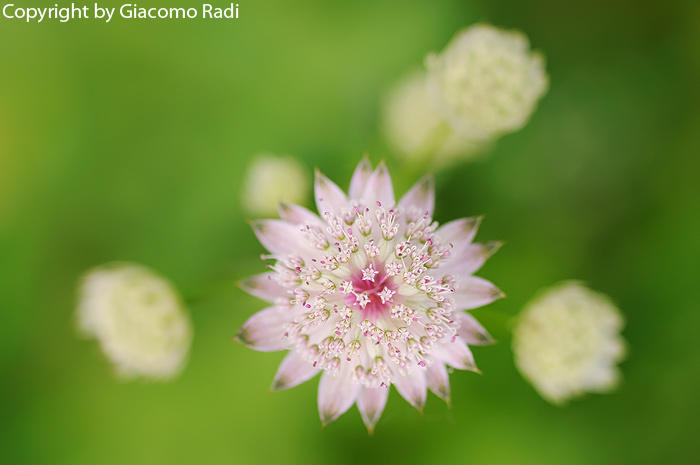 Apiacea nei pressi di Trento (Lago di Cei) - Astrantia major