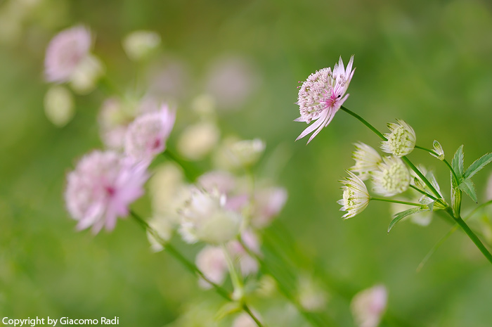 Apiacea nei pressi di Trento (Lago di Cei) - Astrantia major
