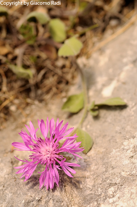 Centaurea montis-borlae - Alpi Apuane