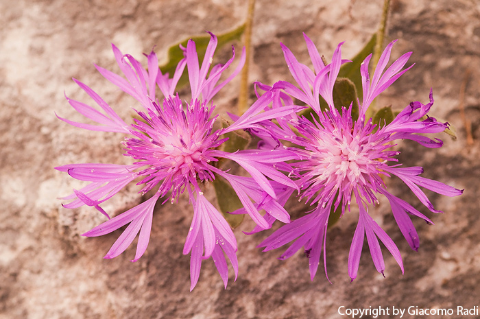 Centaurea montis-borlae - Alpi Apuane