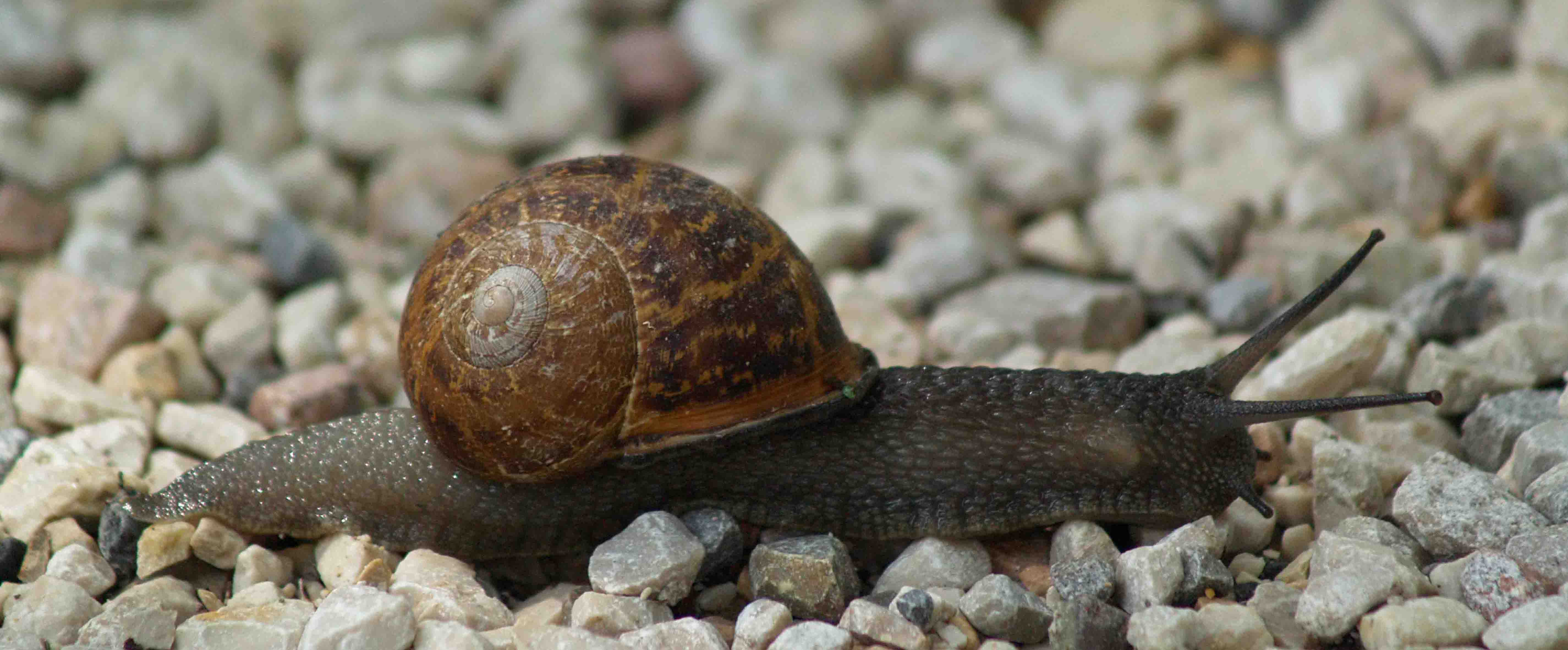 Cornu aspersum