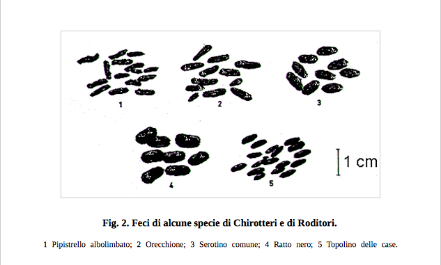 Escrementi (?) da identificare (Blatte?)