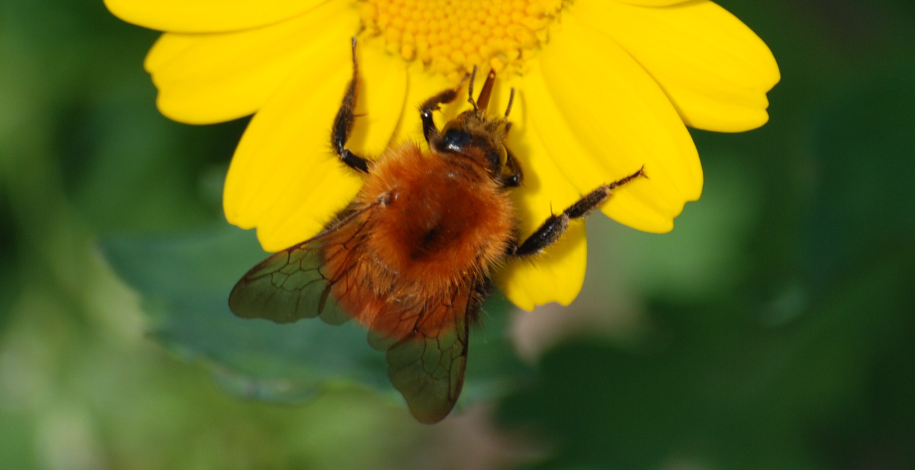 Identificazione bombus