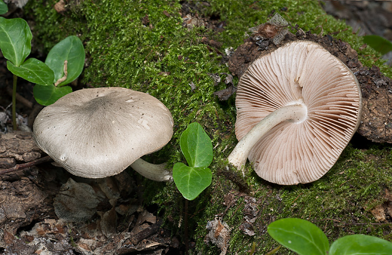 Pluteus cinereofuscus J.E. Lange,