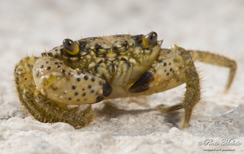 Eriphia spinifrons giovane