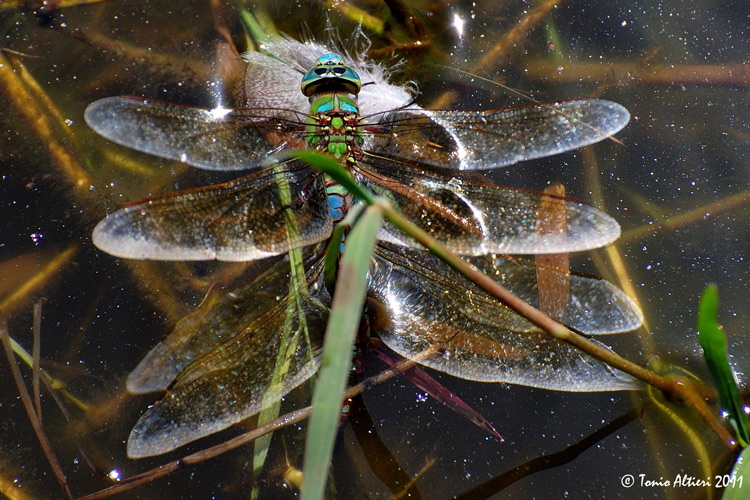 Anax imperator? - S