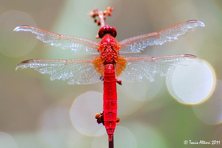 Crocothemis erythraea? - S, maschio