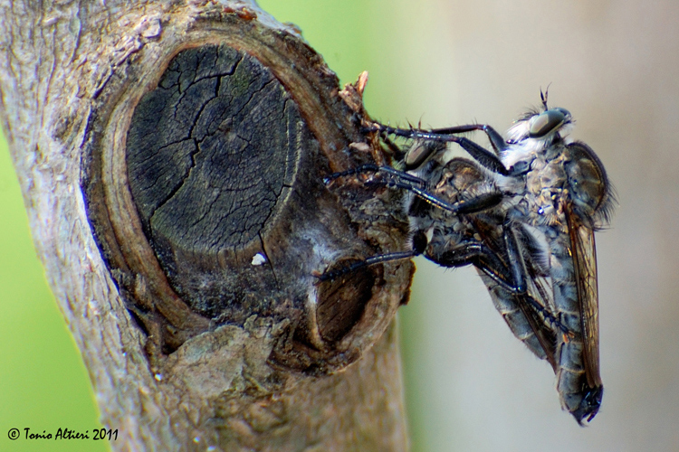 coppia asilidae