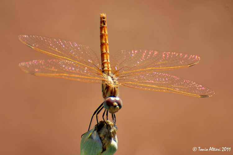 Carrellata di libellule (da identificare)