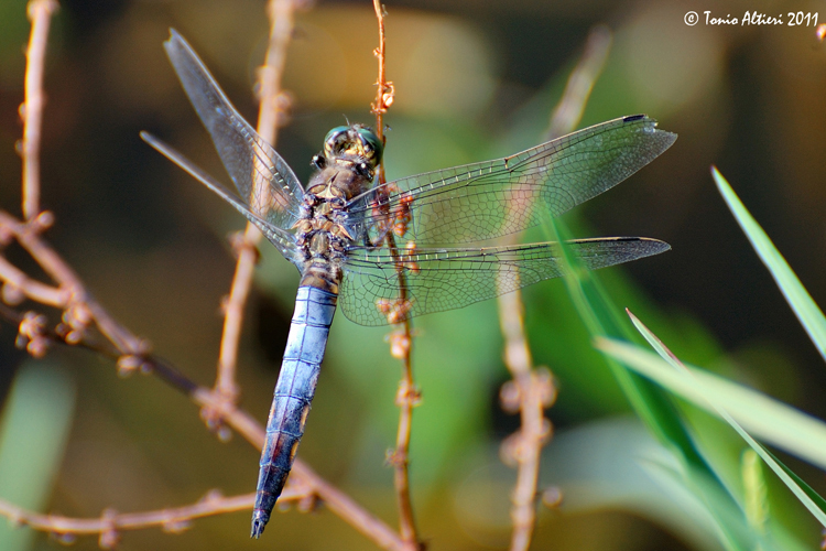 Carrellata di libellule (da identificare)