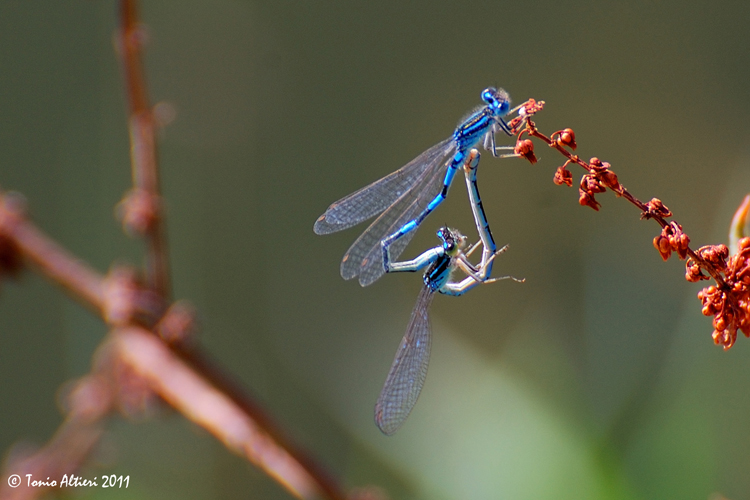 Carrellata di libellule (da identificare)