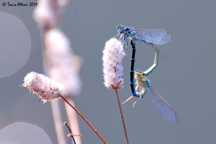 Carrellata di libellule (da identificare)