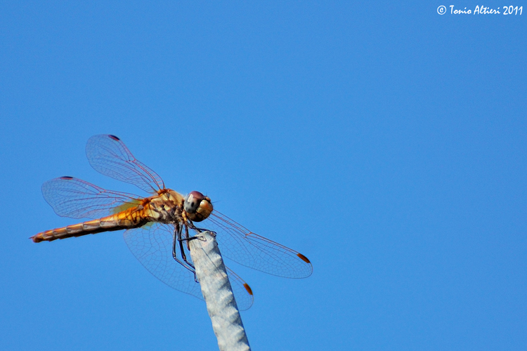 Carrellata di libellule (da identificare)