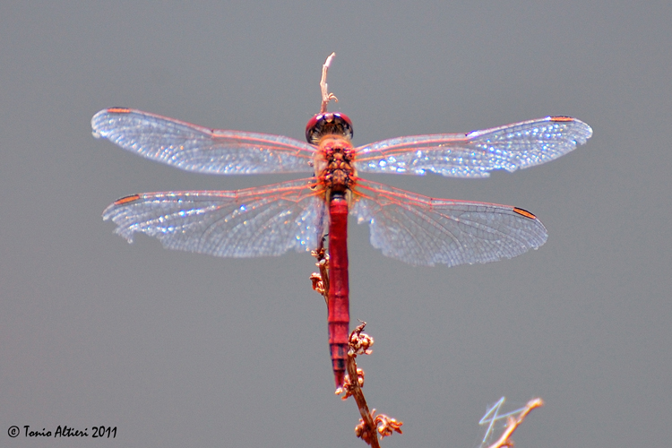 Carrellata di libellule (da identificare)