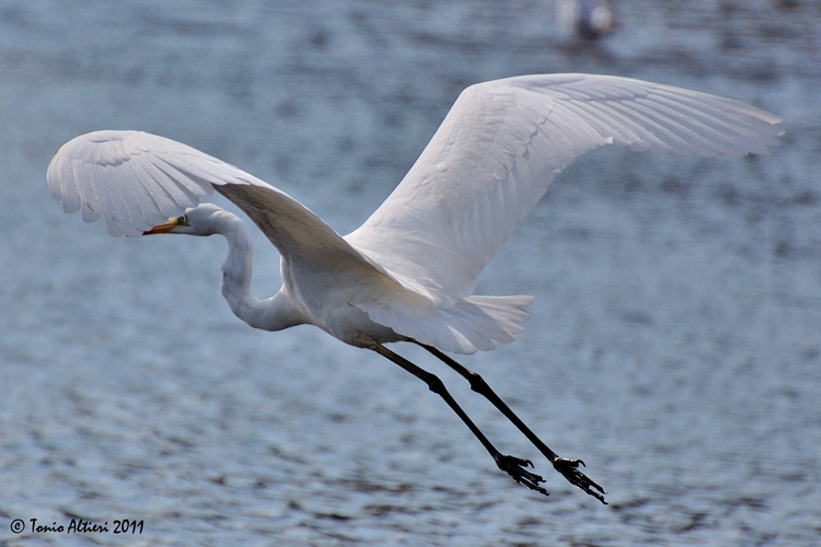 Airone bianco maggiore