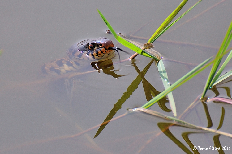 Natrix natrix