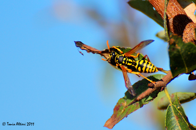 Polistes dominulus