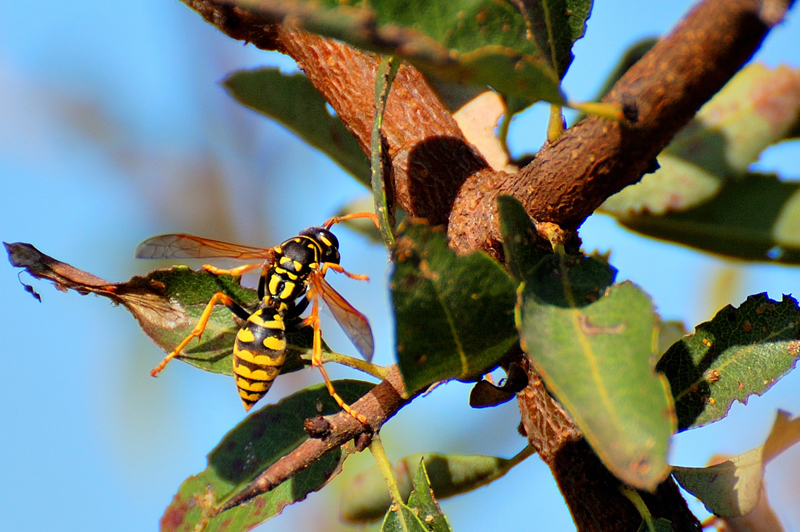 Polistes dominulus