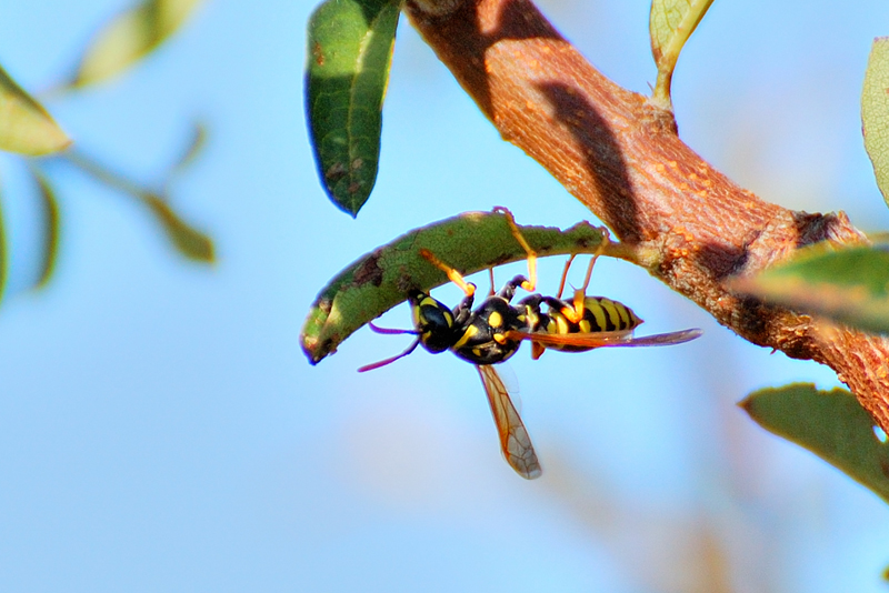 Polistes dominulus