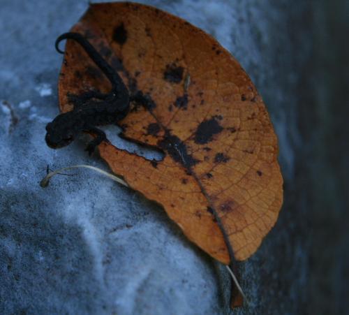 Ichtyosaura alpestris apuana