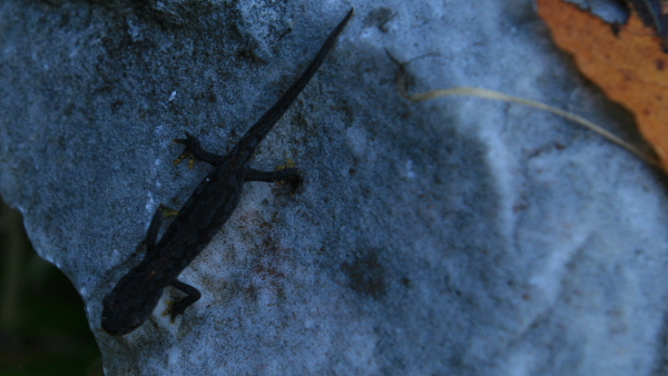 Ichtyosaura alpestris apuana