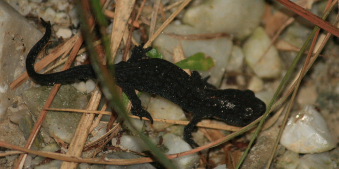 Ichtyosaura alpestris apuana