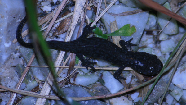 Ichtyosaura alpestris apuana