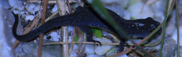 Ichtyosaura alpestris apuana