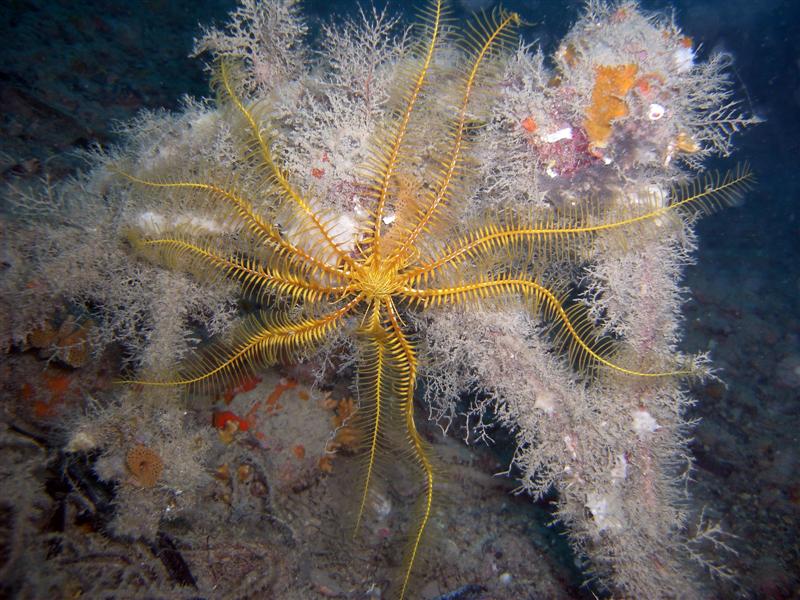 I mille colori di Antedon mediterranea