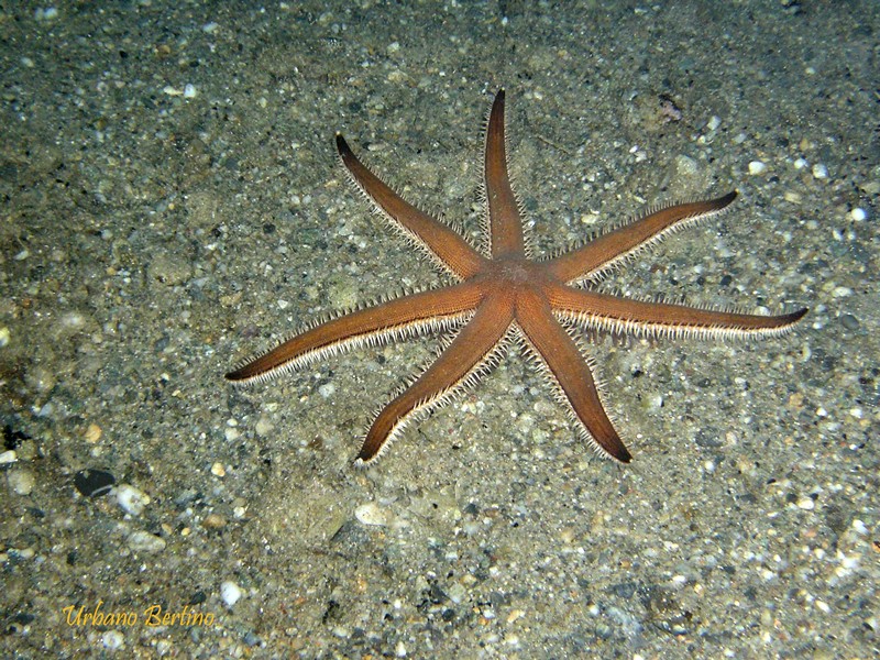 Stella Marina a 7 punte - Luidia ciliaris (Philippi, 1837)