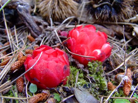 Cytinus ruber / Ipocisto rosso