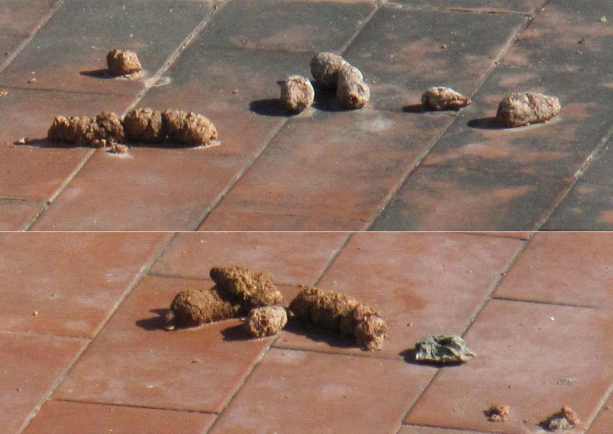 Escrementi sul terrazzino