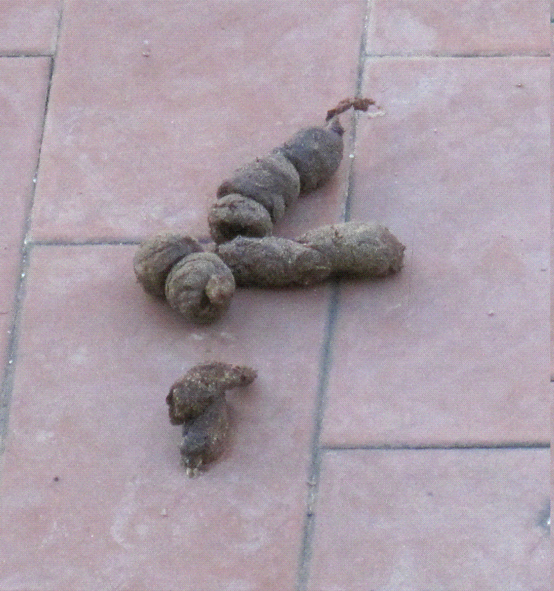 Escrementi sul terrazzino
