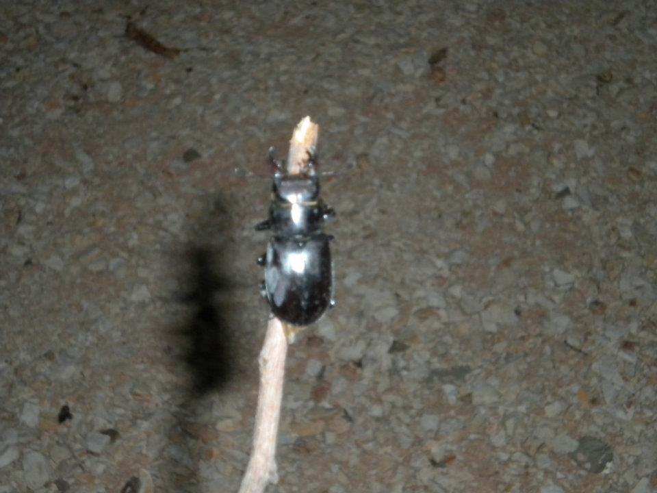 insetto da id (Lucanus tetraodon)