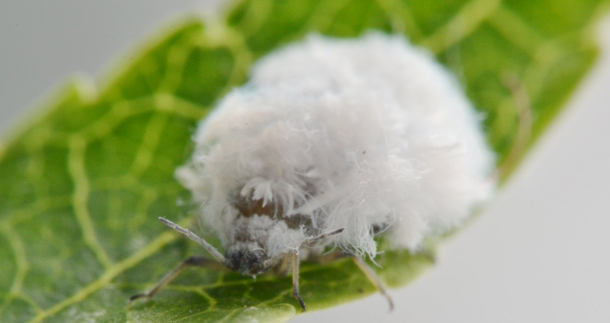 Eriosomatinae