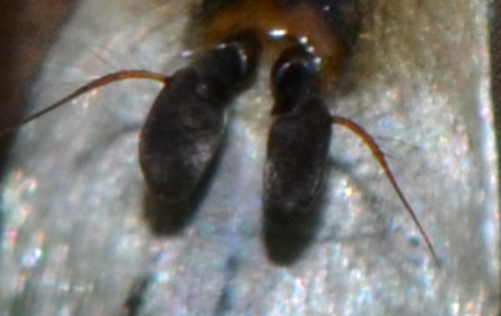 Syrphidae: Eristalis arbustorum femmina