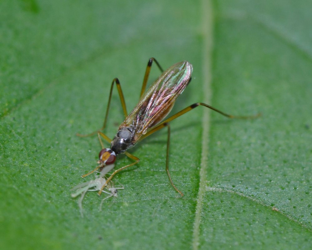 Micropezidae:  Neria cibaria