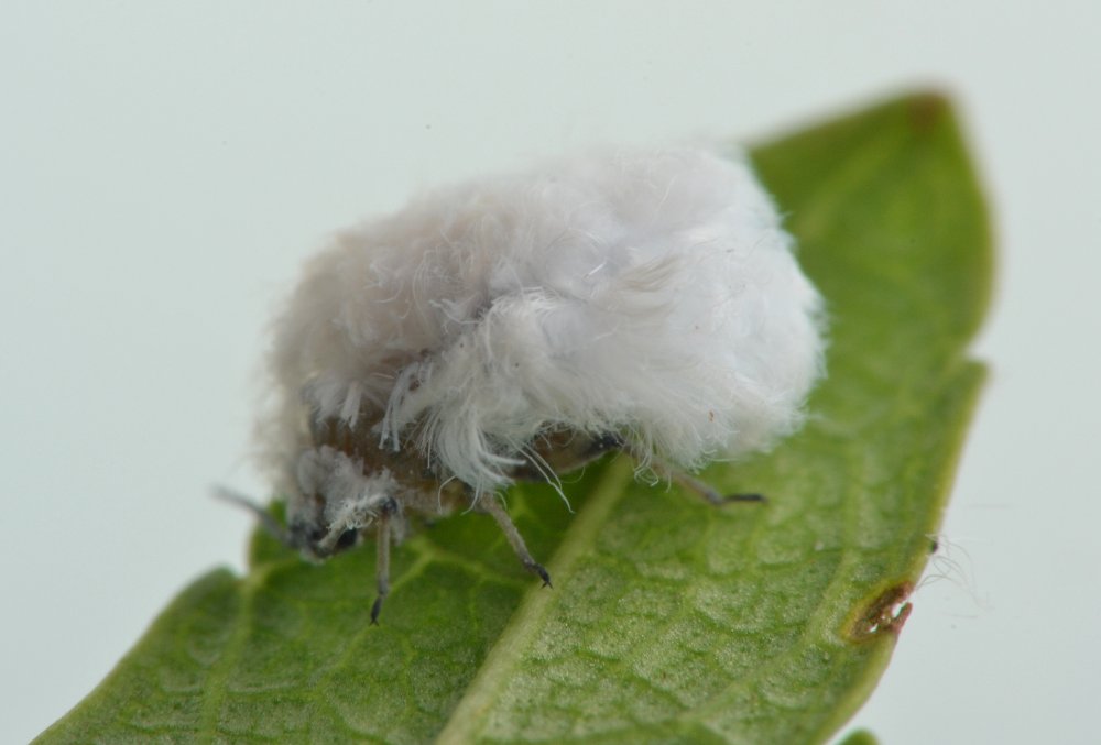 Eriosomatinae