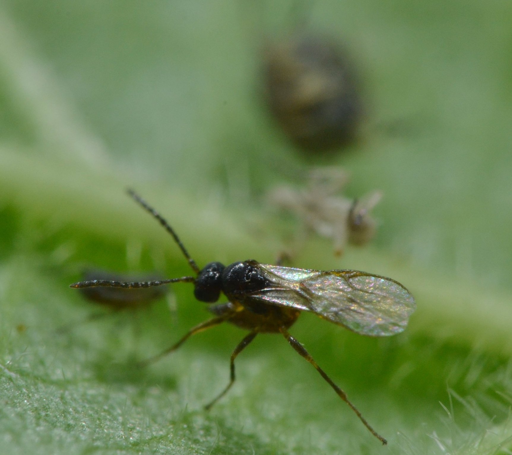 Reportage Braconidae