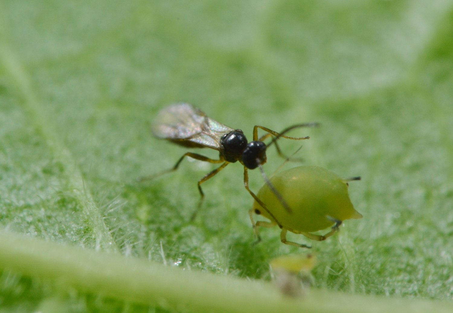 Reportage Braconidae