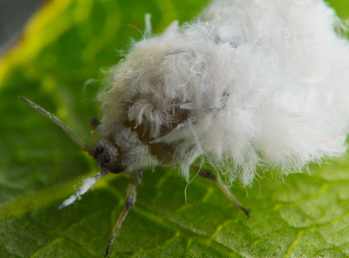 Eriosomatinae